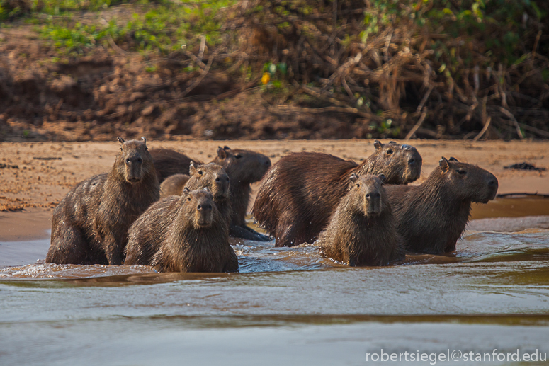capybara family swimming